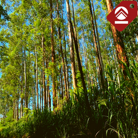 Chacra de 63 hectáreas 