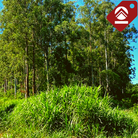 Chacra de 63 hectáreas 