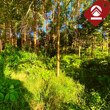 Chacra de 3.3 hectáreas 