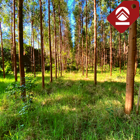 Chacra de 3.3 hectáreas 