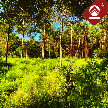 Chacra de 3.3 hectáreas 