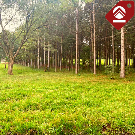 Se vende chacra de 6 hectáreas 