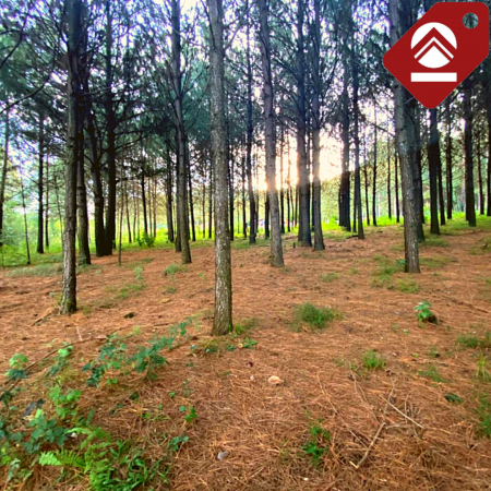 Se vende chacra de 6 hectáreas 