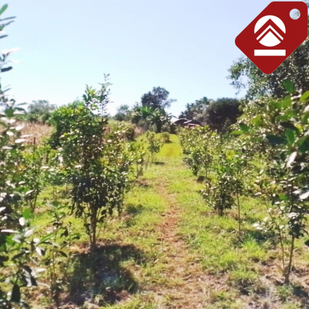 Se vende chacra de 1 hectárea 