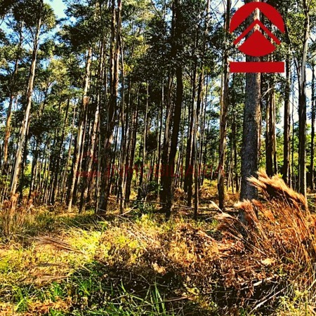 Chacra de 28 hectareas