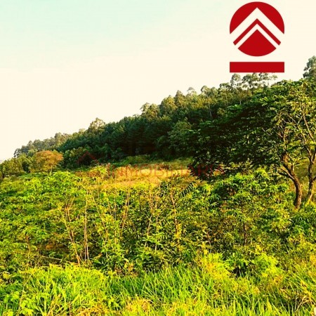 Chacra de 28 hectareas