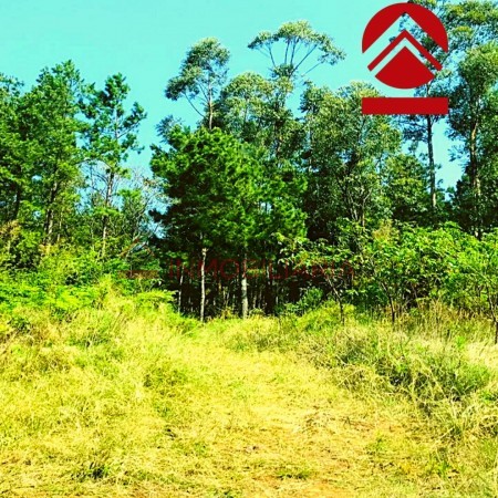 Chacra de 28 hectareas