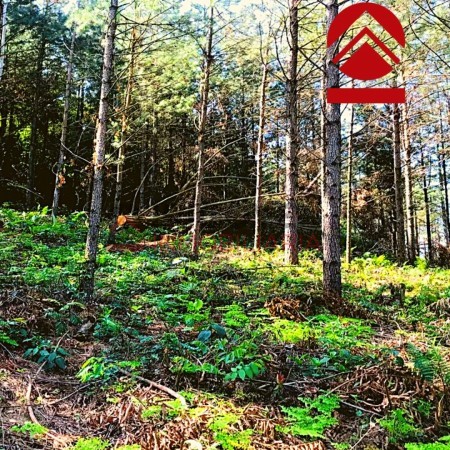 Chacra de 28 hectareas