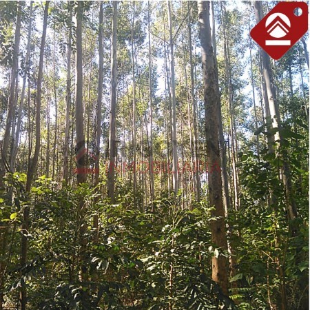 Chacra de 40 hectáreas