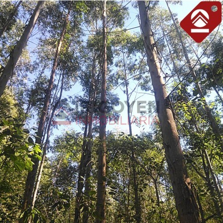 Chacra de 40 hectáreas