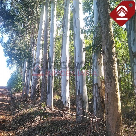 Chacra de 40 hectáreas