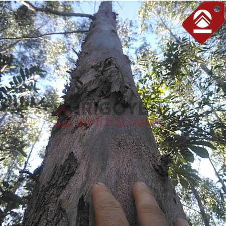 Chacra de 40 hectáreas