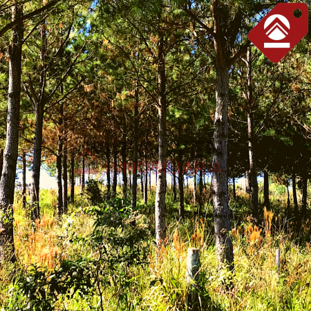 Chacra de 42 hectareas 