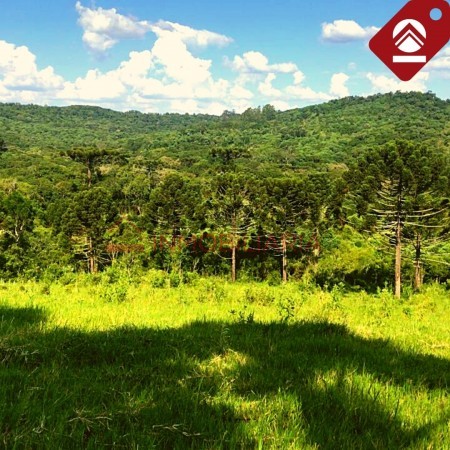 Chacra 247 hectáreas