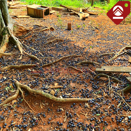 Chacra de 2.5 hectáreas