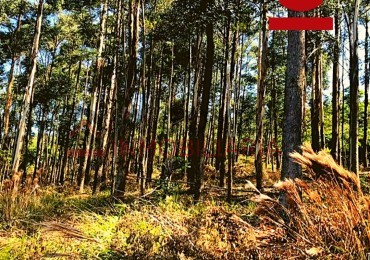 Chacra de 28 hectareas