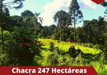 Chacra 247 hectáreas